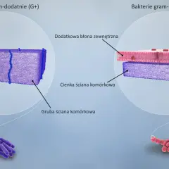 Gram-dodatnie vs Gram-ujemne: Jak je rozróżnić i dlaczego to ważne?