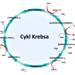 Cykl Krebsa w pigułce: Uproszczony schemat i mnemotechniki na maturę