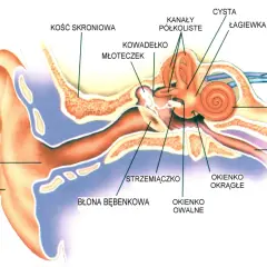 Ucho środkowe: Anatomia, słyszenie i jak dbać o zdrowy słuch?