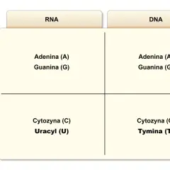 DNA i RNA: Jak działają kwasy nukleinowe? Budowa i funkcje