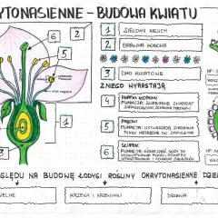 Kwiat roślin okrytonasiennych: Budowa i funkcje klucz do sukcesu