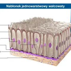 Tkanka nabłonkowa: budowa, funkcje i występowanie. Kompendium wiedzy