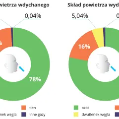 Dlaczego tlen daje 15x więcej energii? Oddychanie komórkowe