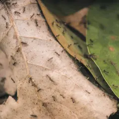 Symbioza, mutualizm, komensalizm: Rozróżnij i zrozum relacje w naturze