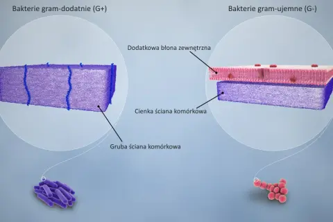 Gram-dodatnie vs Gram-ujemne: Jak je rozróżnić i dlaczego to ważne?