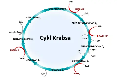 Cykl Krebsa w pigułce: Uproszczony schemat i mnemotechniki na maturę