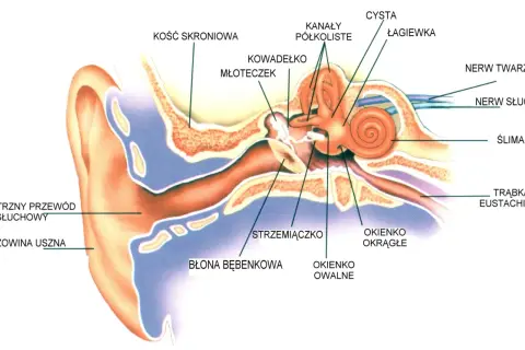 Ucho środkowe: Anatomia, słyszenie i jak dbać o zdrowy słuch?