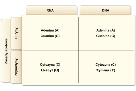 DNA i RNA: Jak działają kwasy nukleinowe? Budowa i funkcje