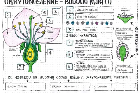 Kwiat roślin okrytonasiennych: Budowa i funkcje klucz do sukcesu