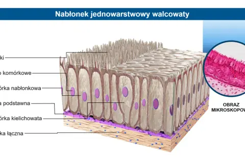 Tkanka nabłonkowa: budowa, funkcje i występowanie. Kompendium wiedzy