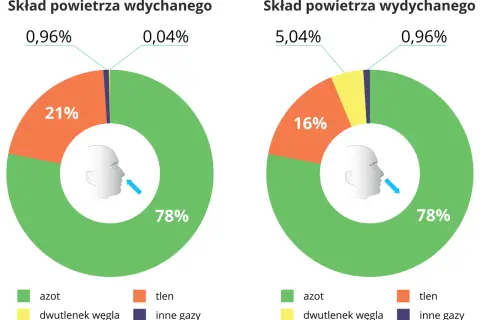 Dlaczego tlen daje 15x więcej energii? Oddychanie komórkowe