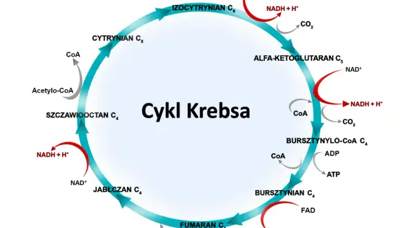 Cykl Krebsa w pigułce: Uproszczony schemat i mnemotechniki na maturę