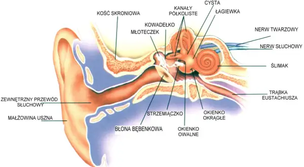 Ucho środkowe: Anatomia, słyszenie i jak dbać o zdrowy słuch?