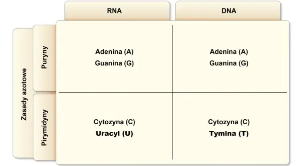 DNA i RNA: Jak działają kwasy nukleinowe? Budowa i funkcje