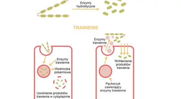 Enzymy trawienne: Co trawią, gdzie działają? Odkryj sekrety!