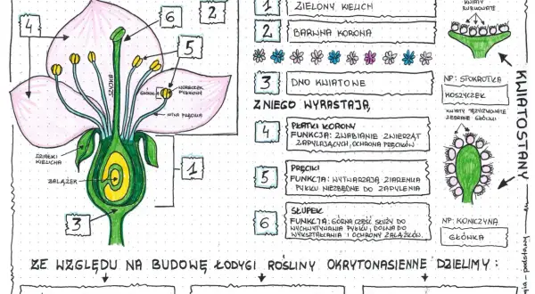 Kwiat roślin okrytonasiennych: Budowa i funkcje klucz do sukcesu
