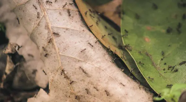Symbioza, mutualizm, komensalizm: Rozróżnij i zrozum relacje w naturze