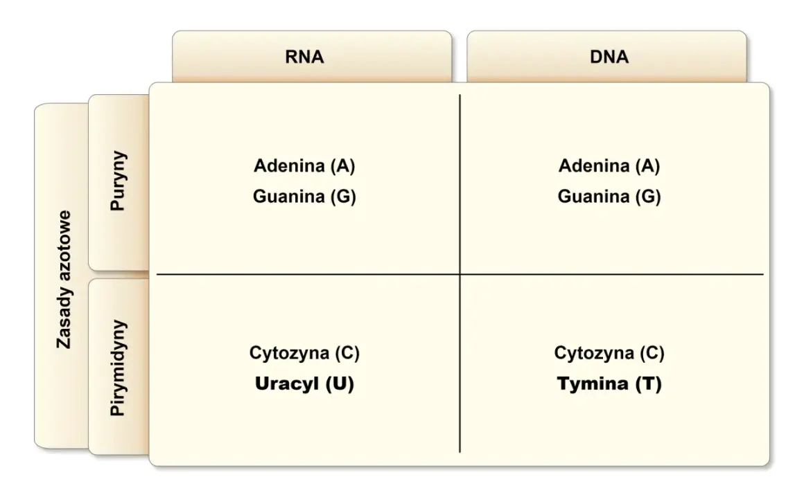 DNA i RNA: Jak działają kwasy nukleinowe? Budowa i funkcje