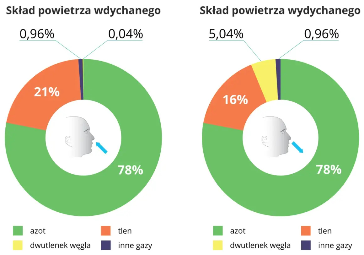 Dlaczego tlen daje 15x więcej energii? Oddychanie komórkowe