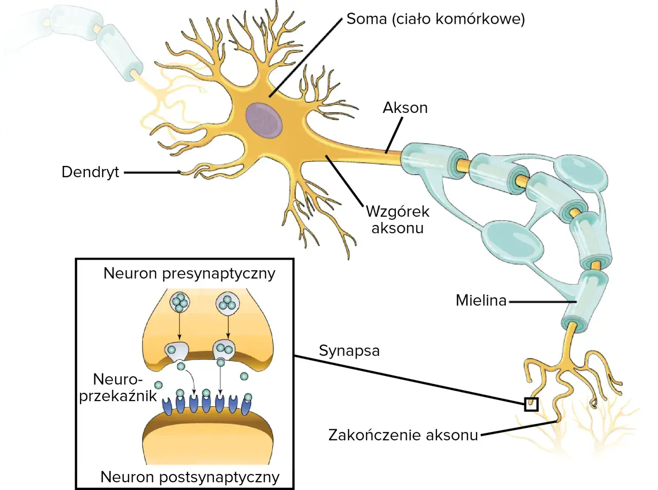 schemat budowy neuronu z opisem