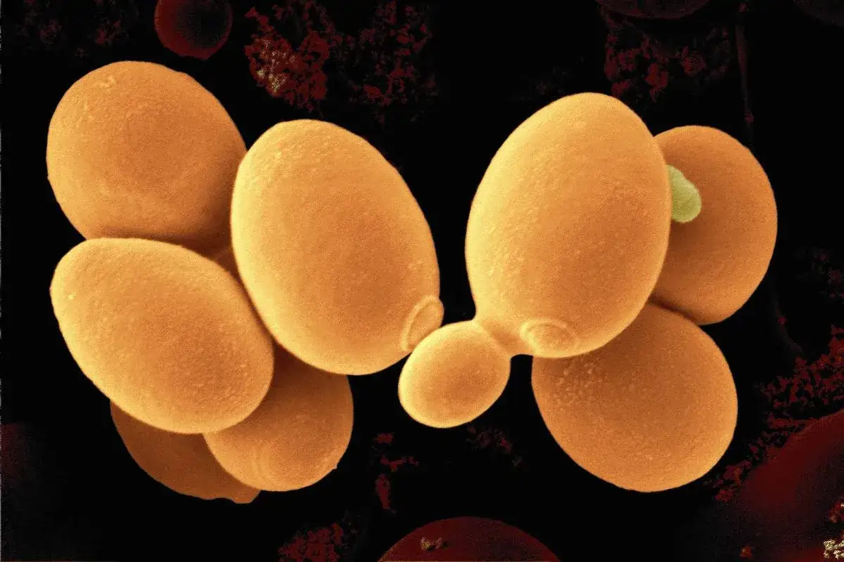 drożdże Saccharomyces cerevisiae pod mikroskopem bakterie kwasu mlekowego pod mikroskopem