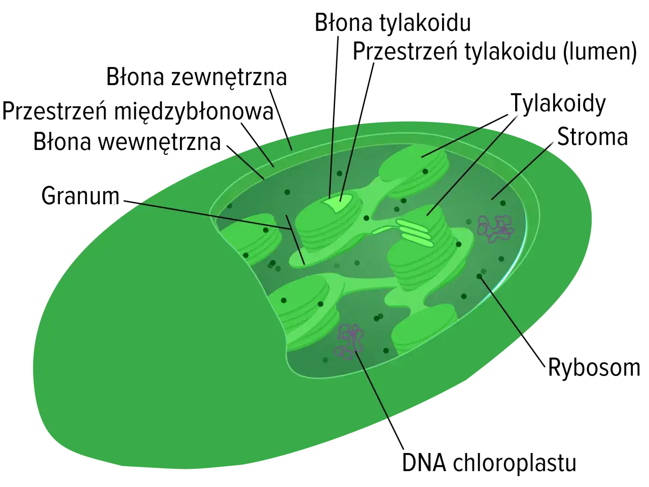 Schemat chloroplastu z zaznaczonymi tylakoidami i stromą