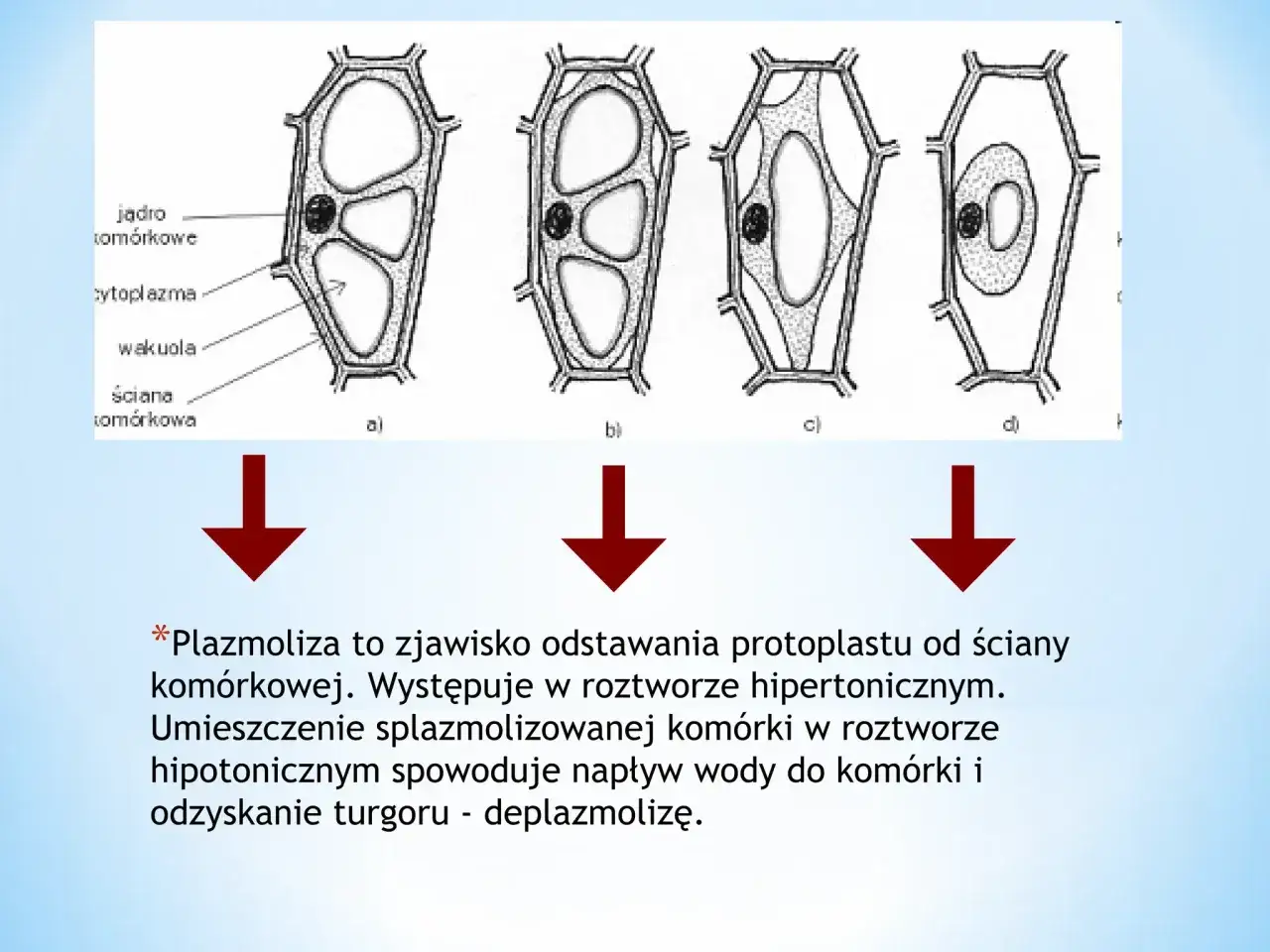 plazmoliza komórki roślinnej schemat