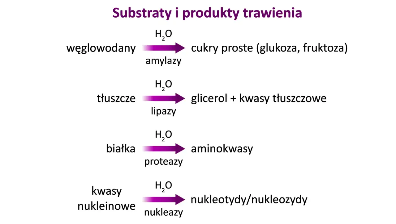 trawienie białek tłuszcz&oacute;w węglowodan&oacute;w schemat