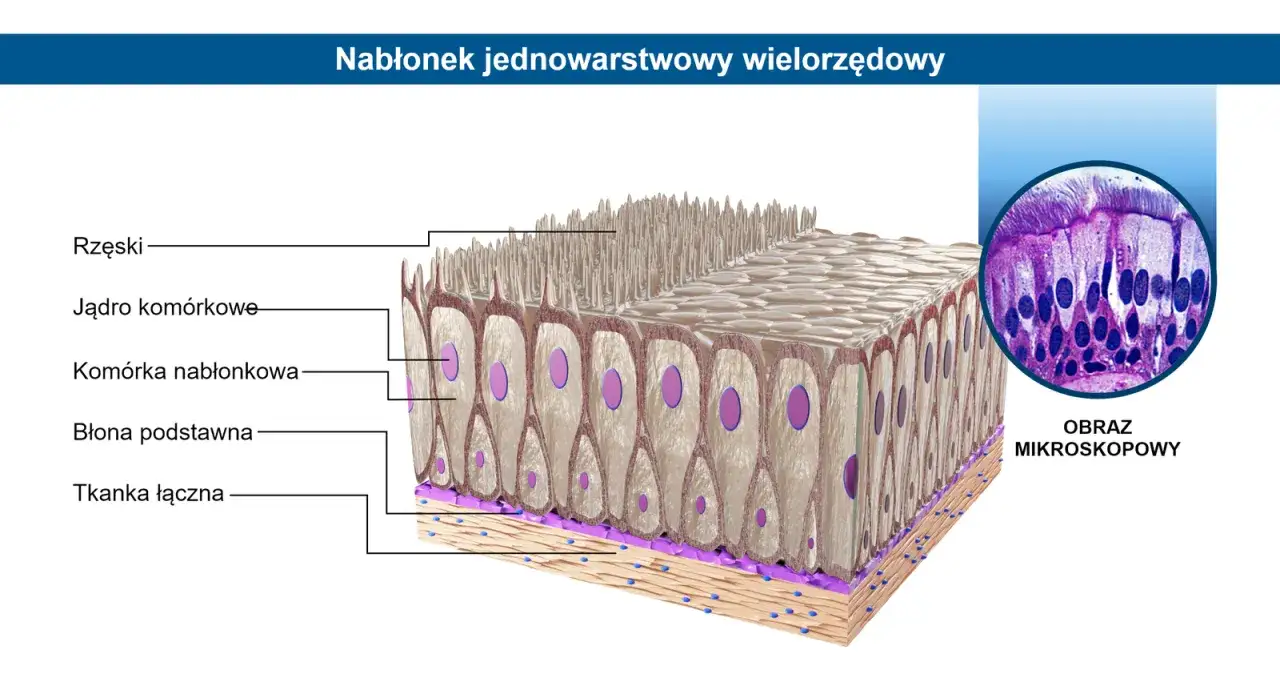 Kształty komórek nabłonkowych płaskie sześcienne walcowate