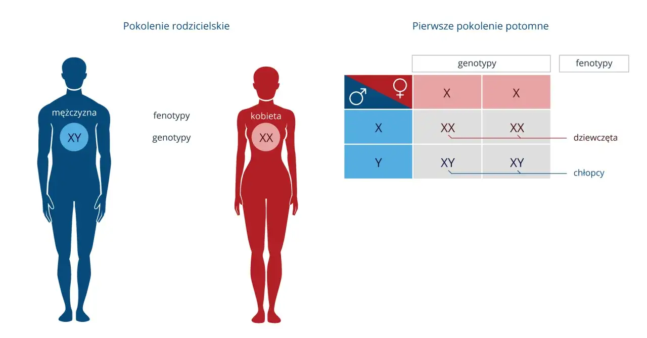 schemat dziedziczenia chromosom&oacute;w płci X Y
