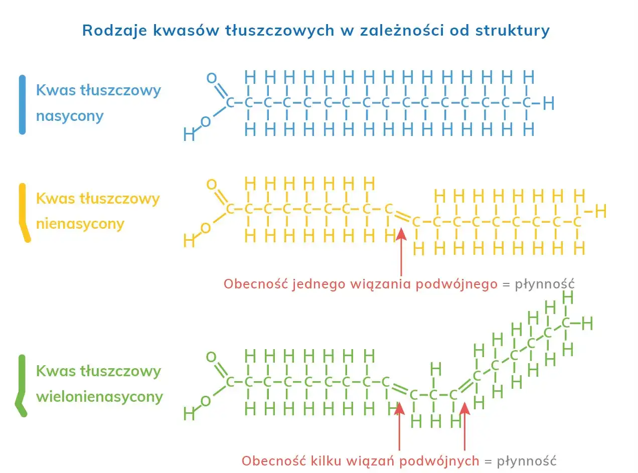 budowa kwasów tłuszczowych nasyconych i nienasyconych