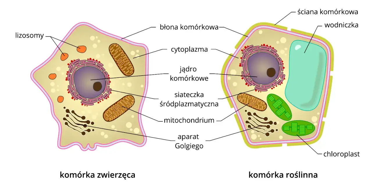 budowa komórki zwierzęcej schemat