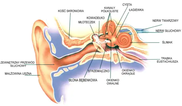 Ucho środkowe: Anatomia, słyszenie i jak dbać o zdrowy słuch?