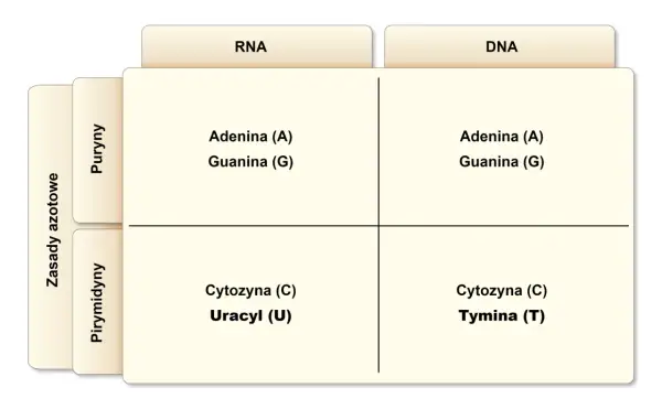 DNA i RNA: Jak działają kwasy nukleinowe? Budowa i funkcje