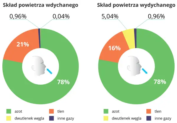 Dlaczego tlen daje 15x więcej energii? Oddychanie komórkowe