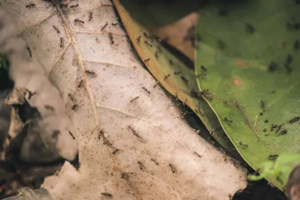 Symbioza, mutualizm, komensalizm: Rozróżnij i zrozum relacje w naturze